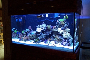 fish 075