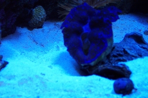 fish 065