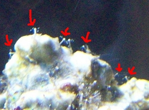 Colony of Hydroids (jellyfish)