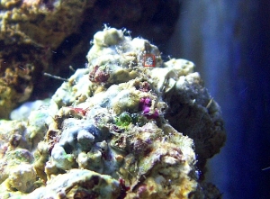 hydroid before releasing from stem