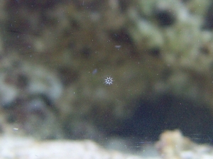 Baby jellyfish on the glass