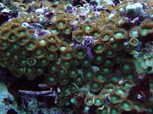 fish01 002