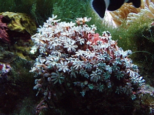fish01 004