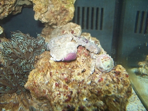 Xenia & a retracted GPS and a snail