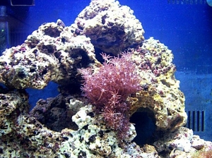 xenia2