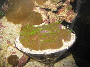 Poor tortured plate coral.  A martini glass saves it from the yellow head sleeper goby's sand shower!