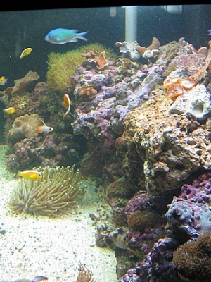 Our little piece of heaven.
125Gallon 
Live Rock
Reef