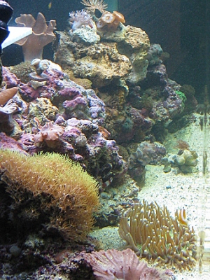 Our little piece of heaven.
125Gallon 
Live Rock
Reef