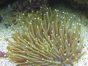 Plate coral