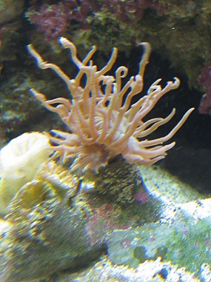 Frilly Duncan