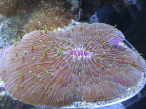 Plate Coral