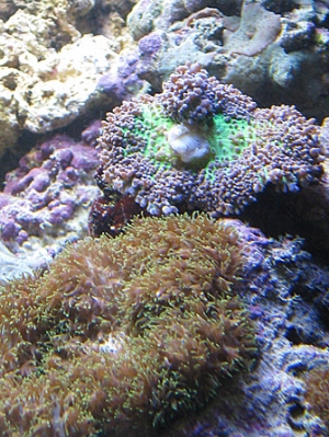 Frilly Shrooms (One in recovery from a clumsy aquarist)
