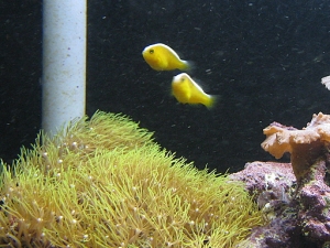 Star Polyps