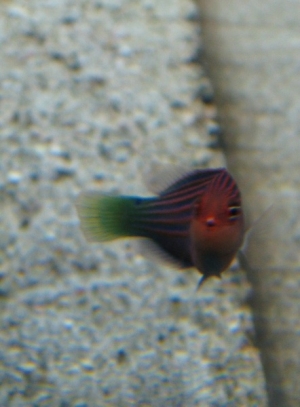 6 Line Wrasse