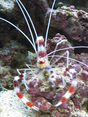 Copper Banded Shrimp