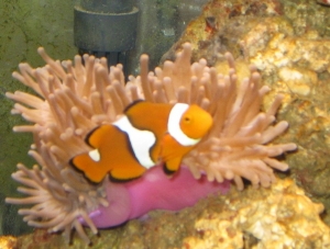 Clown