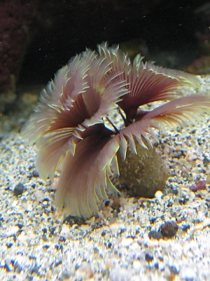 Feather Duster