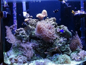 fts1