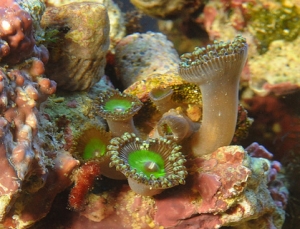 DSC 0409A