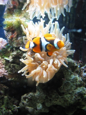 Clown fish and Anemone