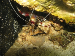 Boxer Shrimp