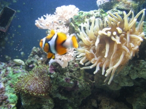 clown fish enjoying his day