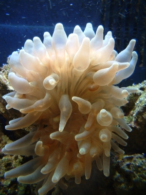 Anemone