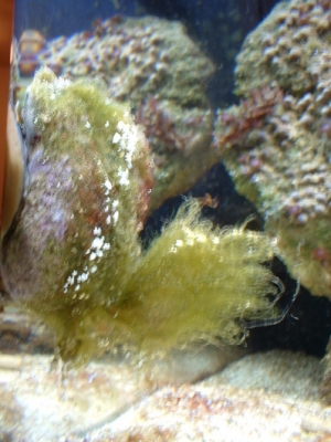 Snail with algae overgrowth (lol)