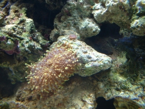 Shroom