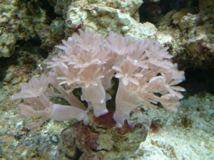Pulsating Xenia