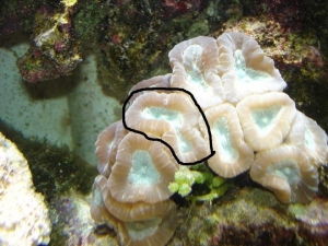 circled polyp candy
