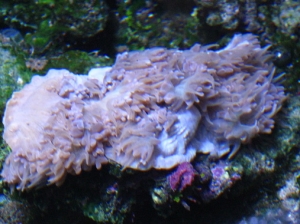 pearl bubble coral