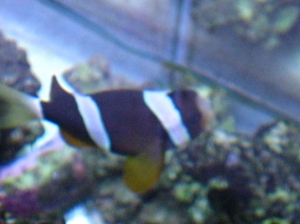 clarki clown fish