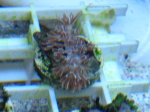 xenia frag