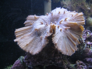 Leather coral 6" diameter