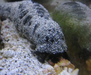 sea cucumber