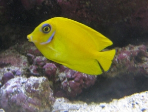 Yellow mimic lemon peel tang
