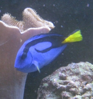 hippo tang