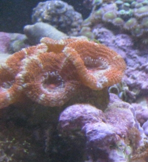 acan