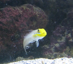 Yellow headed sleeper goby