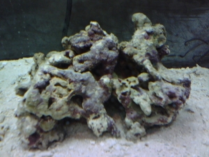 A couple pounds of Bali Live Rock.
