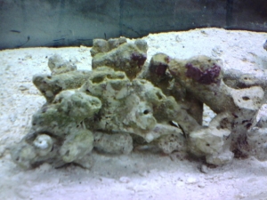A couple pounds of Bali Live Rock.