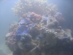 shroom rock