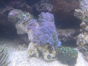 zoas xenias