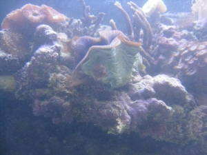 clam