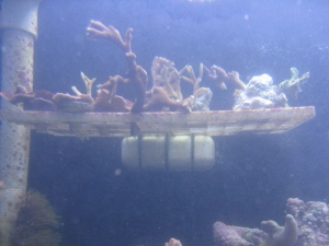 frag tray