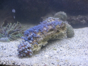 zoas closed