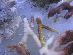frags