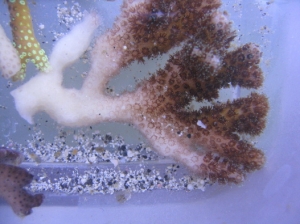 frags