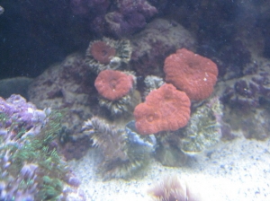 need id